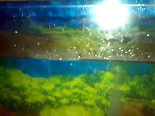 Mi primer Acuario de agua dulce , (proceso ciclado)
