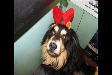 My Dog Hates Santa !