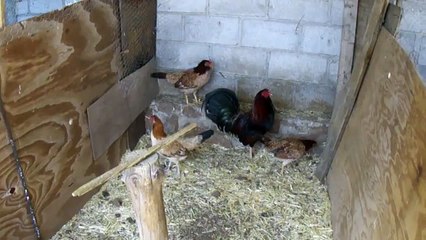 albany puro con gallinas radio y una kelso jumper