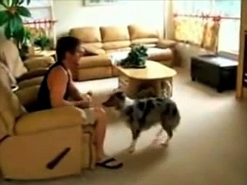 Amazing Dog Tricks!
