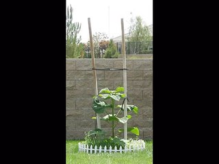 Watch a Royal Paulownia Grow - Super fast growth!