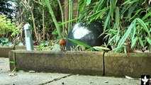 Taming garden birds...Robins,Great Tits,Sparrows,(Streptopelia Decaoto) Collared Doves.