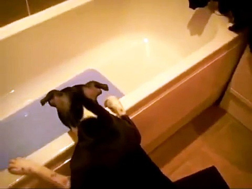 Un chien pousse un chat dans la baignoire