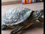 Tortugas de Florida orejas rojas de 25 años . Red eared sliders florida 25 years old