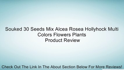 Souked 30 Seeds Mix Alcea Rosea Hollyhock Multi Colors Flowers Plants Review