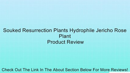 Souked Resurrection Plants Hydrophile Jericho Rose Plant Review