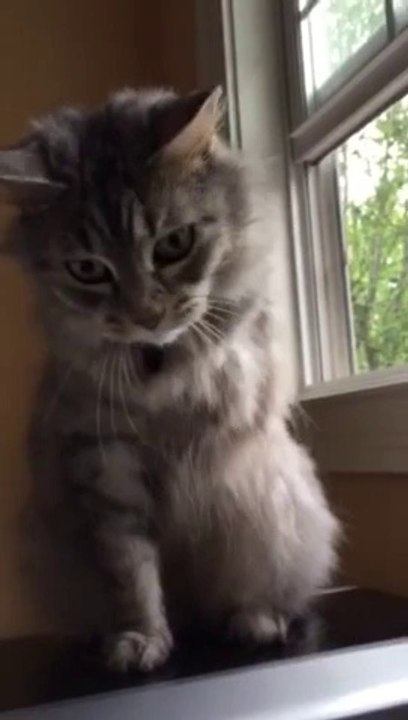 Cat tries to use missing leg while playing