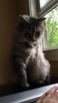 Ce pauvre chat essaie d'utiliser sa patte coupé pour jouer : trop mignon