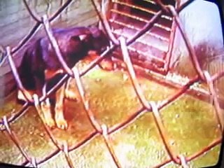 la rabia en los perros  video.com.pe