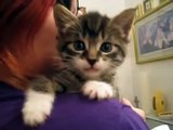 (FUNNY KITTEN VIDEO SERIES) - Original 9 Ounce Talking Kitten?syndication=228326