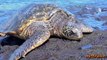 Green Sea Turtles coming for rest on Richardson Black Sand Beach and a cute Plover