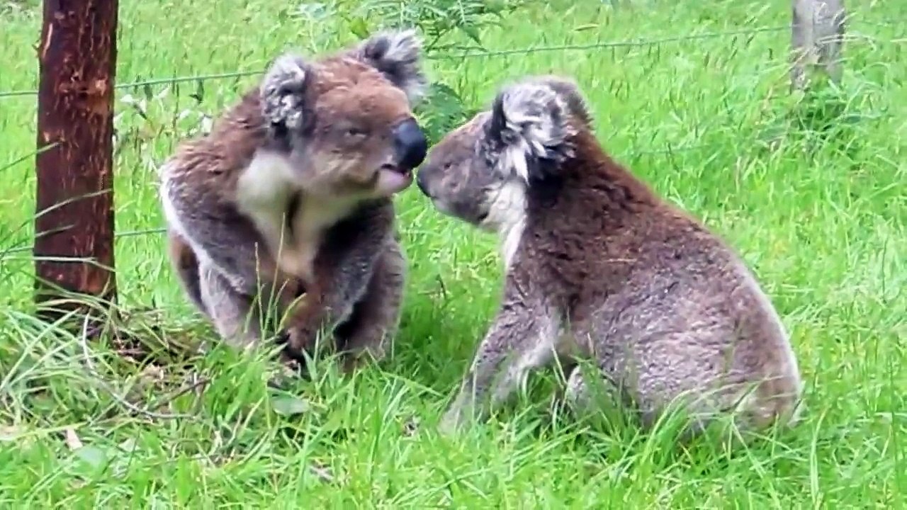 Koala fight