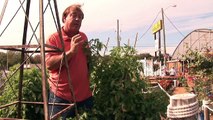How to Grow Tomatoes : How to Grow Tomatoes