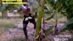 BUAKAW BANANA TREE KICK: How did he do it?
