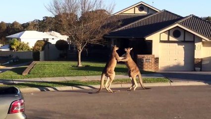 Meanwhile, in Australia. kangroo fight