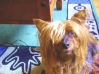 dog sings the cupy cake song