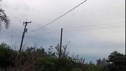 Raining Spiders In Brazil