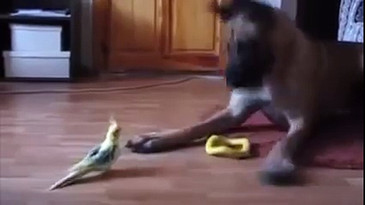 Great Dane vs Bird
