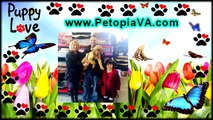 Puppy Love Is In The Air At Petopia In Lynchburg Virginia