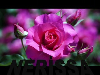 İNCİRLER OLANA KADAR ENBE ORKESTRASI