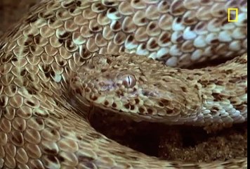 Snake vs. Lizard _ Paul Drago MD