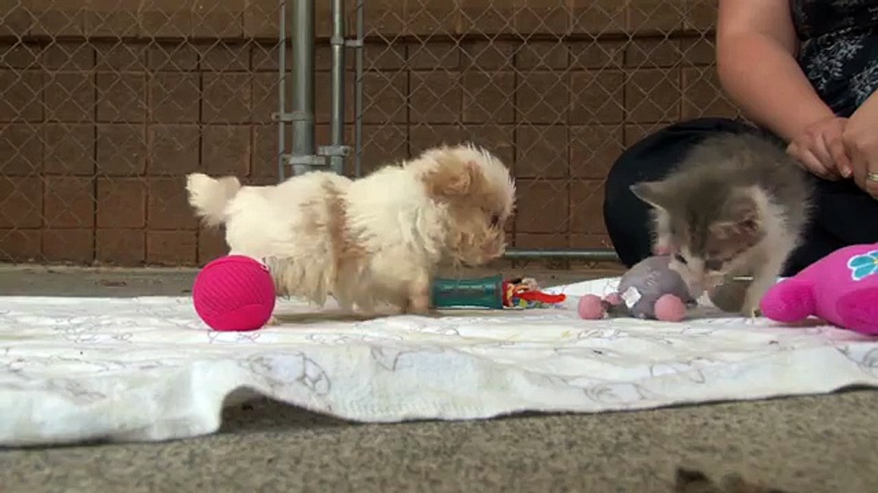 L'adorable amitié entre un chiot et un chaton rescapés !
