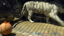 Japon : Un bébé tigre blanc secouru par ses frères