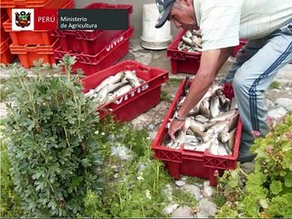 Una experiencia exitosa en cadenas productivas: Crianza de Truchas en Vitis - MINAG - AGRORURAL