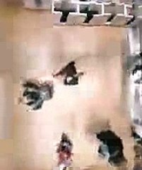 video_labeler_test_videos_20150422_22