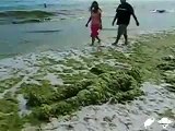 Beach Seaweed