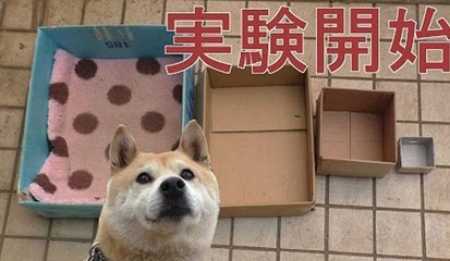 Rétrécir le panier de son chien