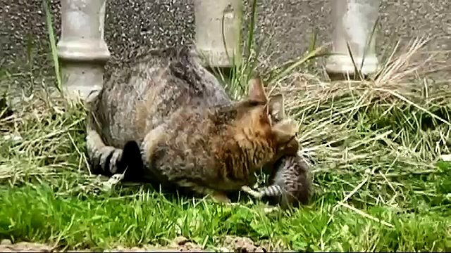 Mother cat finds her kittens dead (and rescues the last one)