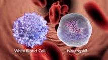 How White Blood Cells Work