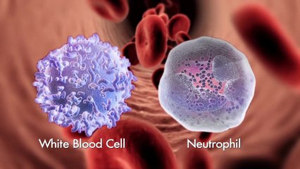 How White Blood Cells Work