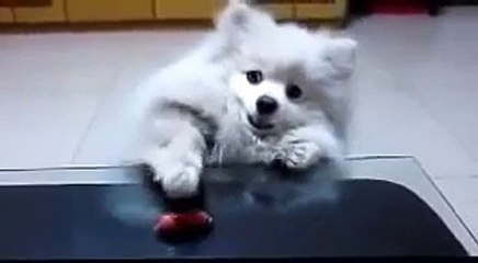 ПОПЫТКА захвата колбасы!!