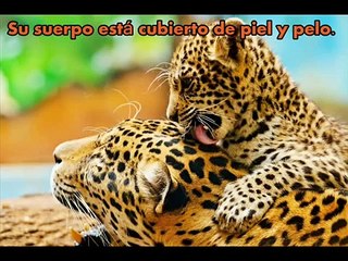 Clasificación de los animales y sus características (Primaria)
