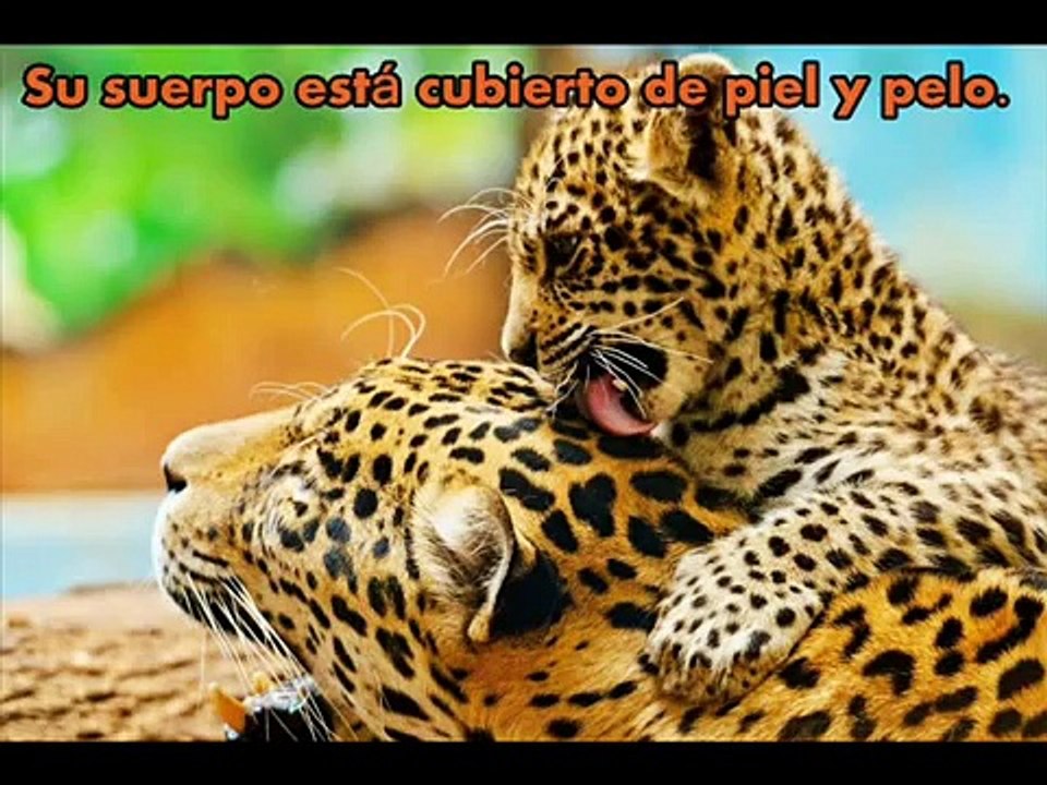 Clasificación de los animales y sus características (Primaria)