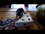 Gizmo playing with block thing.wmv