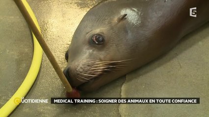 L'entraînement médical des animaux sauvages
