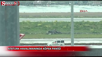 Havalimanında köpek paniği yaşandı
