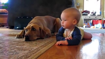Funny Dogs Teaching Babies