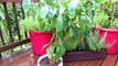 Container Gardening: The Anaheim Chili Pepper - A Very Mild Hot Pepper