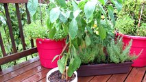 Container Gardening: The Anaheim Chili Pepper - A Very Mild Hot Pepper