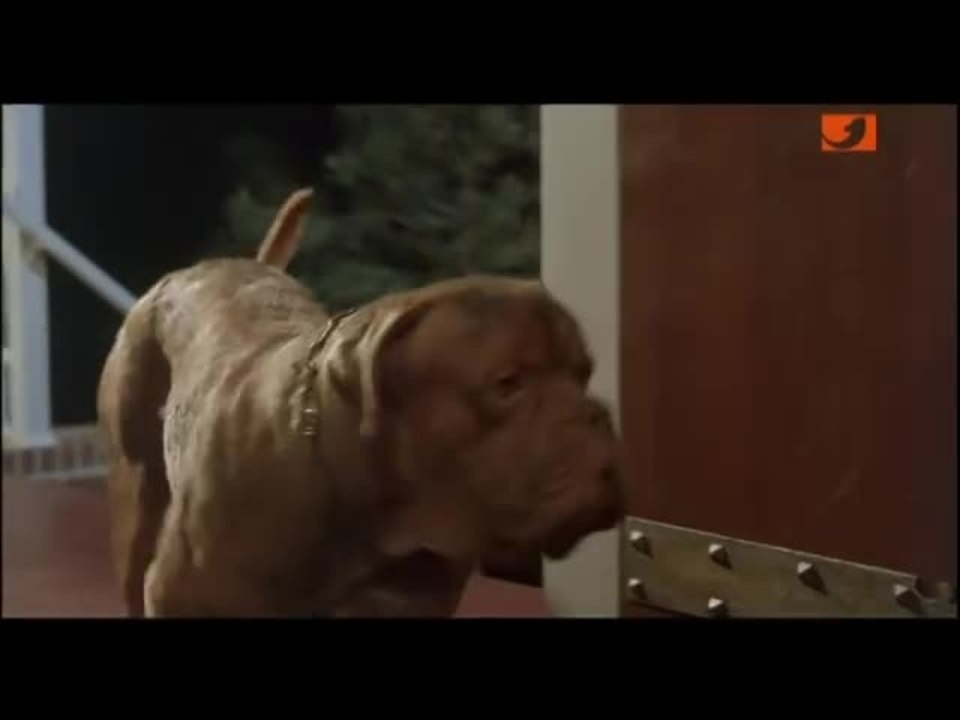 Scott & huutsch - clip eine dogge zum knutschen (german)