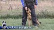 Puppy Obedience Training - Justice Atok - 5 months old German Shepherd Dog / K9 Ambassador
