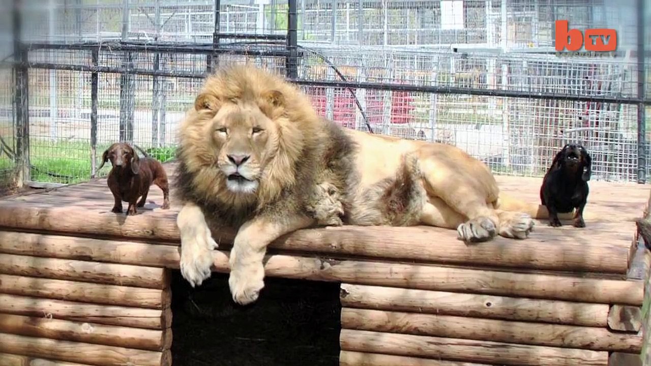 Cute Animal Friends: Lion and Dog Kiss