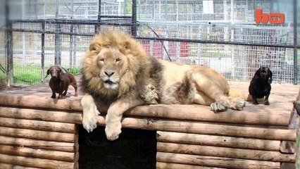 Cute Animal Friends: Lion and Dog Kiss