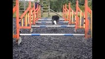 Fern's journey - an agility dog's recovery from hip replacement