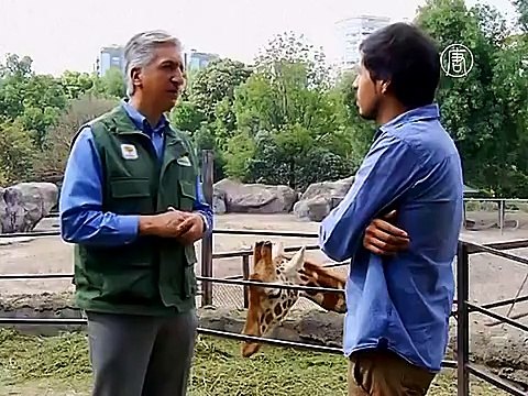 Жирафёнок впервые вышел к людям в зоопарке Мехико