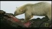 300 Pound Grizzly bear vs 1,200 Pound Polar bears. Watch to see who wins.